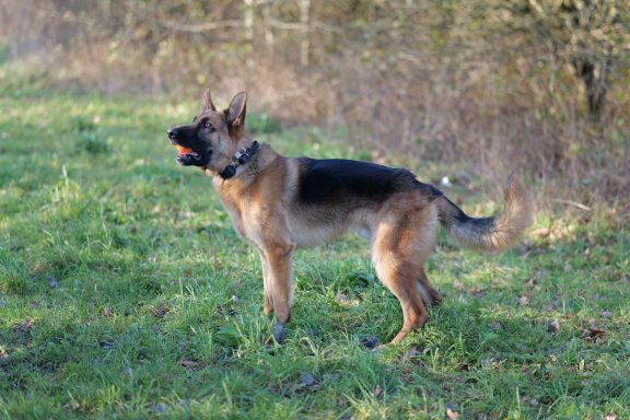A German Shepherd standing on grass, looking intently at a ball.