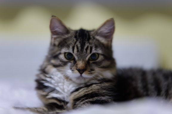 A close-up of a tabby kitten with distinctive markings, lounging on a soft surface.
